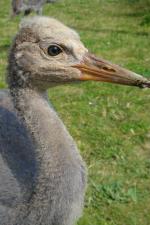 Red Yellow Black - 2nd July 2014 Red Yellow Black - 2nd July 2014